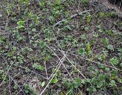 Urtica platyphylla