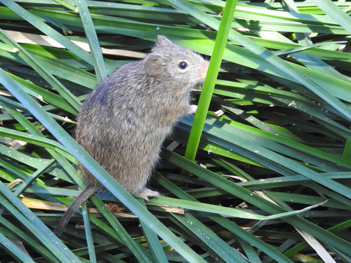 Arizona Cotton Rat (Sigmodon arizonae)
