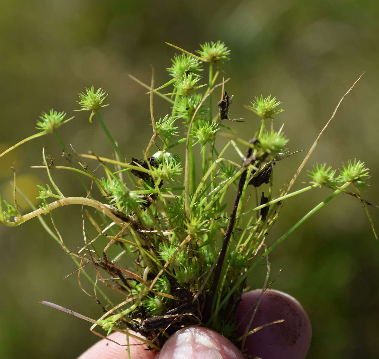 Isolepis hystrix