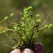Isolepis hystrix - Photo (c) Kevin Sparrow, alguns direitos reservados (CC BY), uploaded by Kevin Sparrow