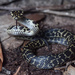 Broad-headed Snake - Photo (c) izakschoon, some rights reserved (CC BY-NC), uploaded by izakschoon