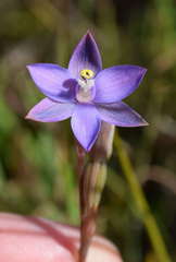 Thelymitra holmesii