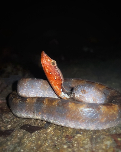 Lowland Hump-nosed Viper