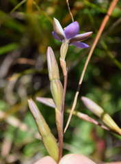 Thelymitra holmesii