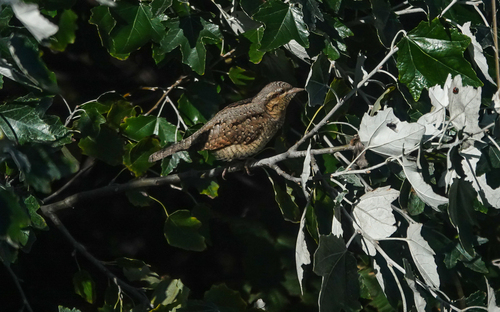 Eurasian Wryneck