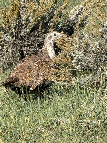 Greater Sage-Grouse