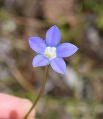 Wahlenbergia stricta stricta