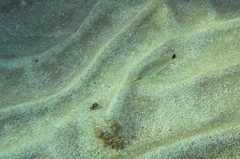 Haemulon steindachneri