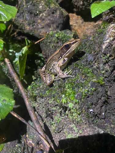 Sri Lanka wood frog