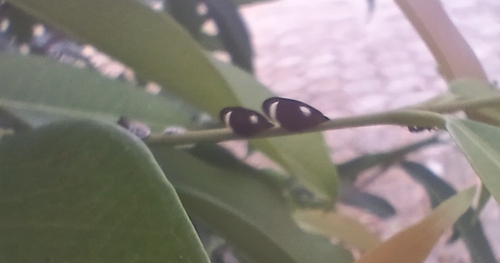Membracis luizae