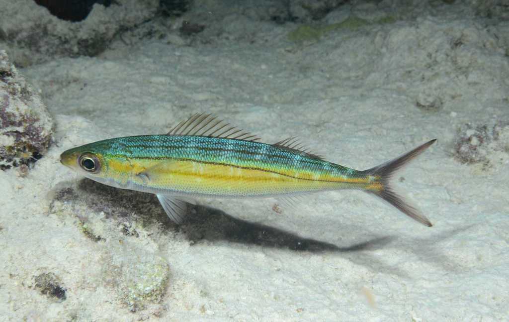 Boga