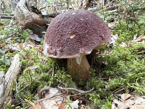 Pine Bolete