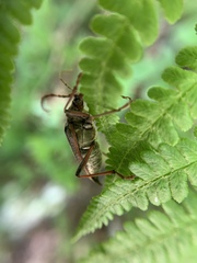 Oxymirus cursor