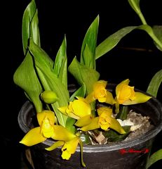Lycaste aromatica