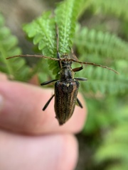 Oxymirus cursor