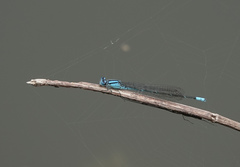 Pseudagrion australasiae