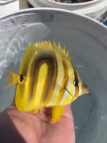 Chaetodon rainfordi observed 2026-09-30