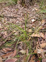 Lomandra laxa