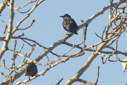 European Starling