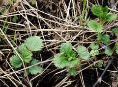 Urtica platyphylla