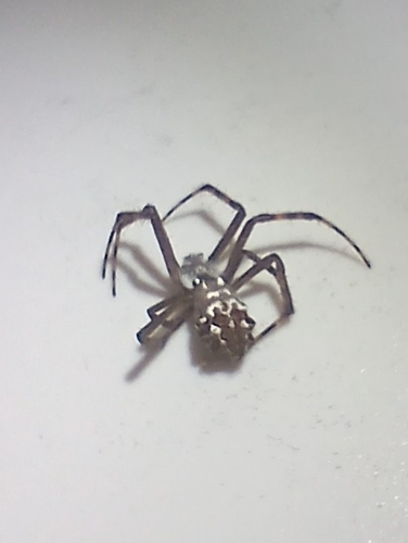 Silver Garden Orbweaver