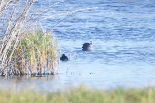 American Coot