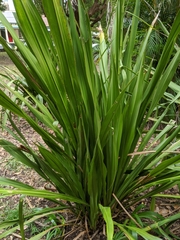 Doryanthes excelsa