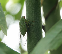 Dundubia annandalei