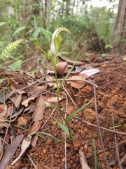 Pterostylis grandiflora