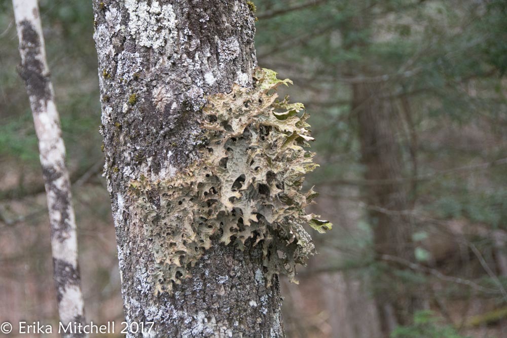 Lobaria pulmonaria image