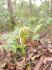 Pterostylis grandiflora
