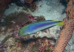 Halichoeres cyanocephalus