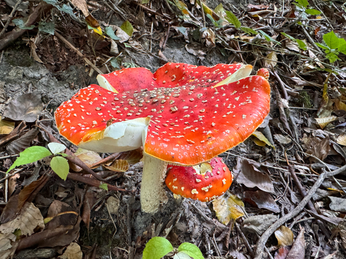 Fly Agaric