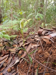 Pterostylis grandiflora