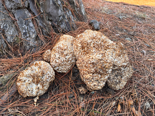 Cauliflower Fungus