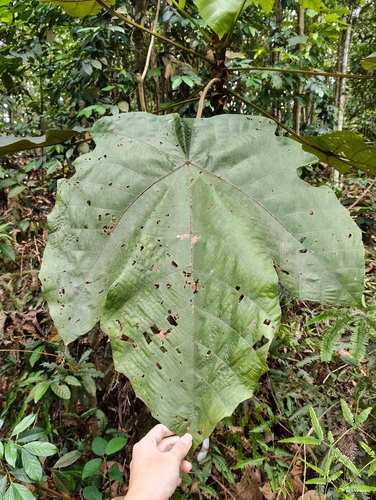 Giant Mahang