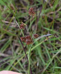 Luzula densiflora