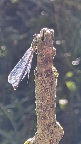 Western Willow Spreadwing
