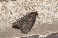 Loxostegopsis merrickalis