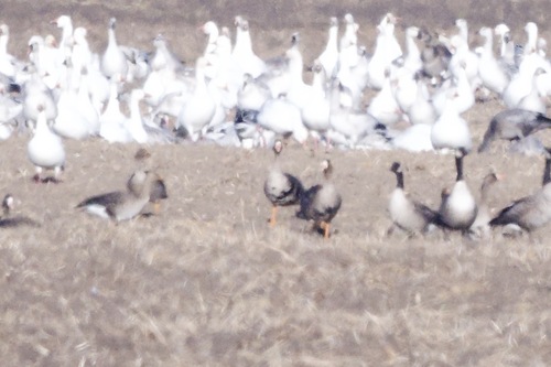 Greater White-fronted Goose