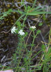 Asperula scoparia scoparia