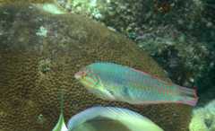 Halichoeres maculipinna