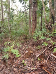 Pterostylis grandiflora