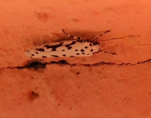 Candidella observed 2026-10-02