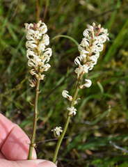 Stackhousia subterranea