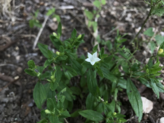 Spigelia texana