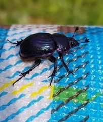 Phelotrupes auratus