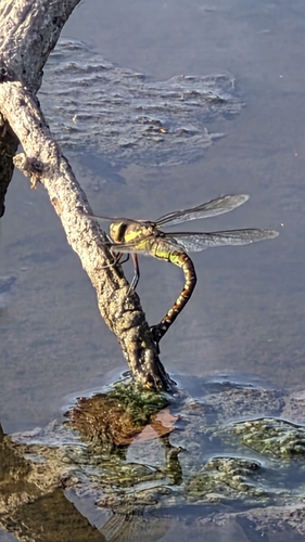 Migrant Hawker