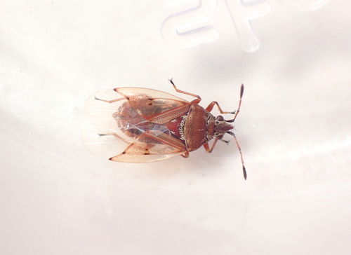 Birch Catkin Bug