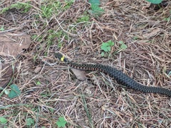 Rhabdophis tigrinus tigrinus